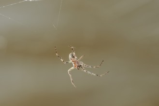 Bridge cross spider or bridge spider (Larinioides sclopetarius) in a web, North Rhine-Westphalia,