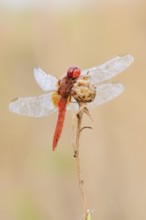 Scarlet Dragonfly (Crocothemis erythraea), male with dewdrops, North Rhine-Westphalia, Germany