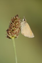 Small Skipper or Small Skipper butterfly (Thymelicus sylvestris) with dewdrops, North