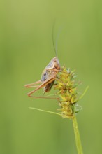 Roesel's bush-cricket (Roeseliana roeselii, Metrioptera roeselii), male, North Rhine-Westphalia,
