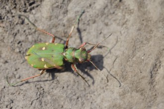 Field sand beetle or field sandpiper (Cicindela campestris), North Rhine-Westphalia, Germany