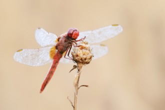 Scarlet Dragonfly (Crocothemis erythraea), male with dewdrops, North Rhine-Westphalia, Germany