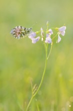 Aurora butterfly (Anthocharis cardamines), male sitting on a flower of meadow foamwort (Cardamine