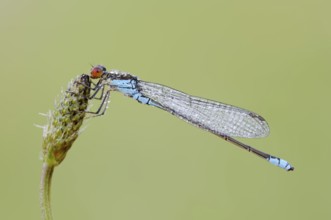 Small Red-eyed Damselfly (Erythromma viridulum), male, North Rhine-Westphalia, Germany