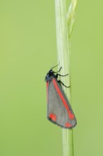 Jacob's weed bear or blood bear (Tyria jacobaeae), North Rhine-Westphalia, Germany