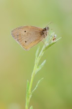 Meadow Brown (Maniola jurtina), North Rhine-Westphalia, Germany