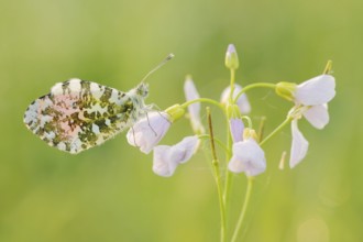 Aurora butterfly (Anthocharis cardamines), male sitting on a flower of meadow foamwort (Cardamine