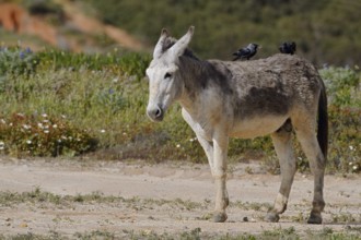Domestic donkey (Equus asinus asinus) with jackdaws (Corvus monedula, Coloeus monedula) on its