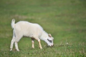 Cashmere goat (Capra aegagrus f. hircus), young animal, North Rhine-Westphalia, Germany