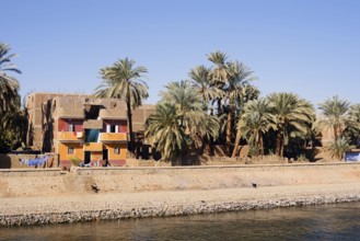 Houses and date palms on the banks of the Nile, Egypt