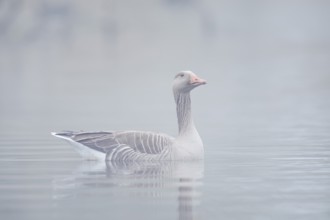 Greylag goose (Anser anser), swimming in the morning mist on a pond, North Rhine-Westphalia,