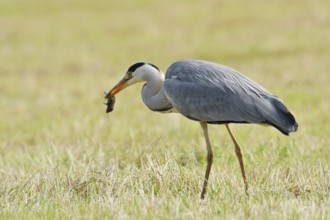 Grey heron (Ardea cinerea) standing in a meadow with a preyed mouse, North Rhine-Westphalia,
