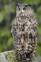 European eagle owl (Bubo bubo) sitting on a stone, North Rhine-Westphalia, Germany