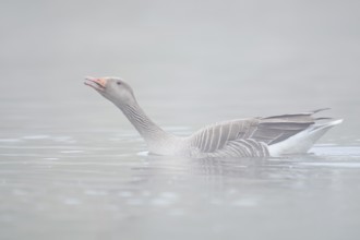 Greylag goose (Anser anser), swimming in the morning mist on a pond and calling, North