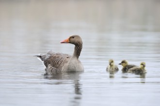 Greylag goose (Anser anser), swimming with chicks on a pond, North Rhine-Westphalia, Germany