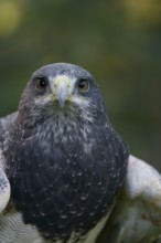 Andean Buzzard (Geranoaetus melanoleucus), portrait, captive, occurrence in South America