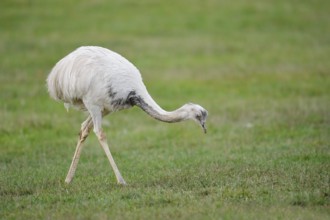 Greater Nandu (Rhea americana) foraging in a meadow, Schleswig-Holstein, Germany, neozoon in