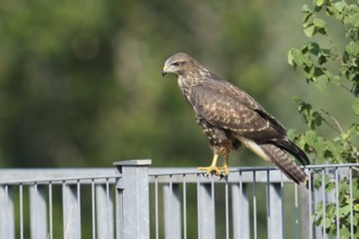 Common buzzard (Buteo buteo) sitting on a metal fence, North Rhine-Westphalia, Germany