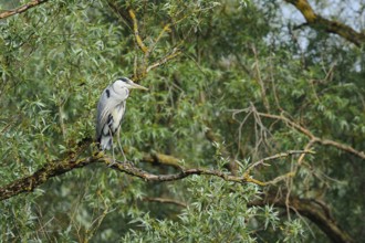Grey heron (Ardea cinerea) standing on a branch, North Rhine-Westphalia, Germany