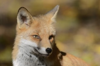 Red fox (Vulpes vulpes), portrait, North Rhine-Westphalia, Germany