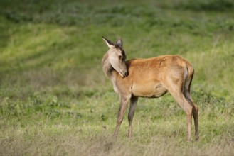 Red deer (Cervus elaphus), doe standing in a meadow, North Rhine-Westphalia, Germany