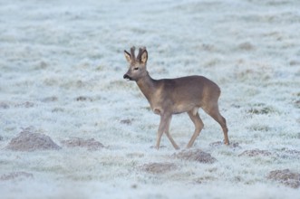 European roe deer (Capreolus capreolus), roebuck in a meadow with hoarfrost, North