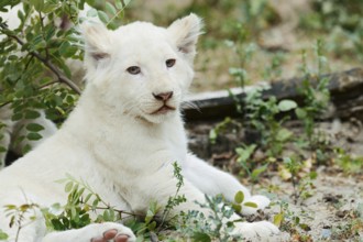 White lion (Panthera leo), young, captive, occurrence in Africa