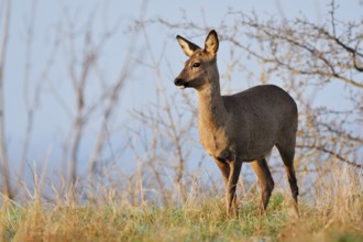 European roe deer (Capreolus capreolus), doe, North Rhine-Westphalia, Germany