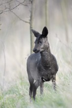 European roe deer (Capreolus capreolus), black doe in winter, Lower Saxony, Germany