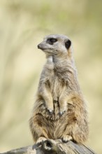 Meerkat or suricate (Suricata suricatta), captive, occurring in southern Africa