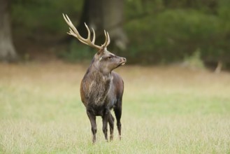 Sika deer (Cervus nippon) in autumn, Sauerland, North Rhine-Westphalia, Germany, naturalised