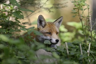 Red fox (Vulpes vulpes), North Rhine-Westphalia, Germany