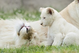 White lion (Panthera leo), male and young, captive, occurring in Africa