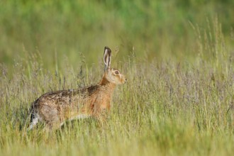 European hare (Lepus europaeus) on a wild meadow, North Rhine-Westphalia, Germany