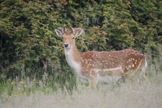 Fallow deer (Dama dama), fallow deer with velvet antlers in spring, Zeeland, Netherlands