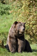 European brown bear (Ursus arctos arctos), captive, Bavaria, Germany