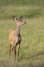 Red deer (Cervus elaphus), doe standing in a meadow, North Rhine-Westphalia, Germany