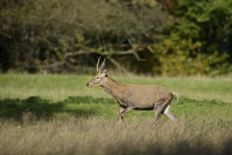 Red deer (Cervus elaphus), young stag, North Rhine-Westphalia, Germany
