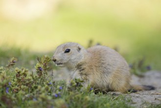 Black-tailed prairie dog (Cynomys ludovicianus), young animal, North America