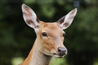 Dybowski deer or Dybowski sika deer (Cervus hortulorum, Cervus nippon hortulorum), female,