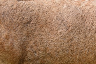 Red deer (Cervus elaphus), fur detail, North Rhine-Westphalia, Germany