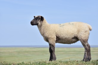 German black-headed meat sheep or black-headed sheep (Ovis orientalis aries), lamb,