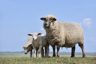 Domestic sheep (Ovis orientalis aries), female with lambs, Schleswig-Holstein, Germany