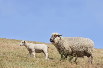Domestic sheep (Ovis orientalis aries) with lamb, Schleswig-Holstein, Germany