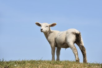 Domestic sheep (Ovis orientalis aries), lamb, Schleswig-Holstein, Germany