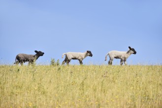Domestic sheep (Ovis orientalis aries), lambs on a dyke, Schleswig-Holstein, Germany