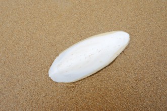 Cuttlefish school (cuttlefish) on a sandy beach, Algarve, Portugal