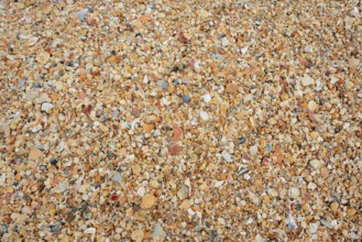 Different mussel shells on the beach, Algarve, Portugal