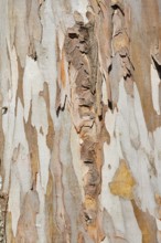 Tasmanian blue gum or common eucalyptus (Eucalyptus globulus), detail of the trunk, Algarve,