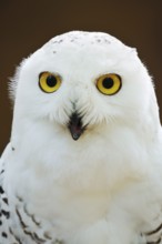Snowy owl (Bubo scandiacus, Nyctea scandiaca), female, portrait, captive, North Rhine-Westphalia,
